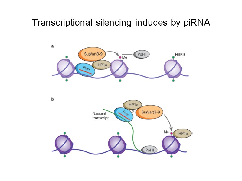 Transcriptional silencing induces by piRNA